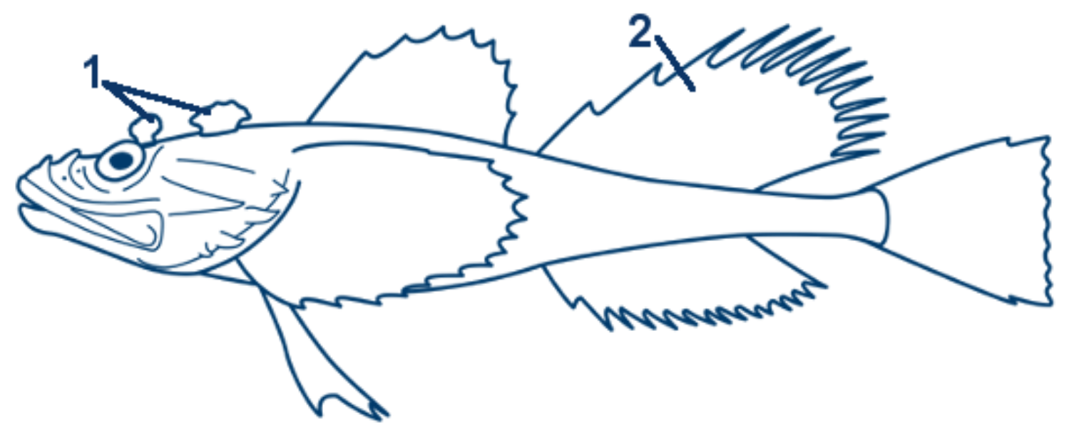 Vierhörniger Seeskorpion schematische Zeichnung