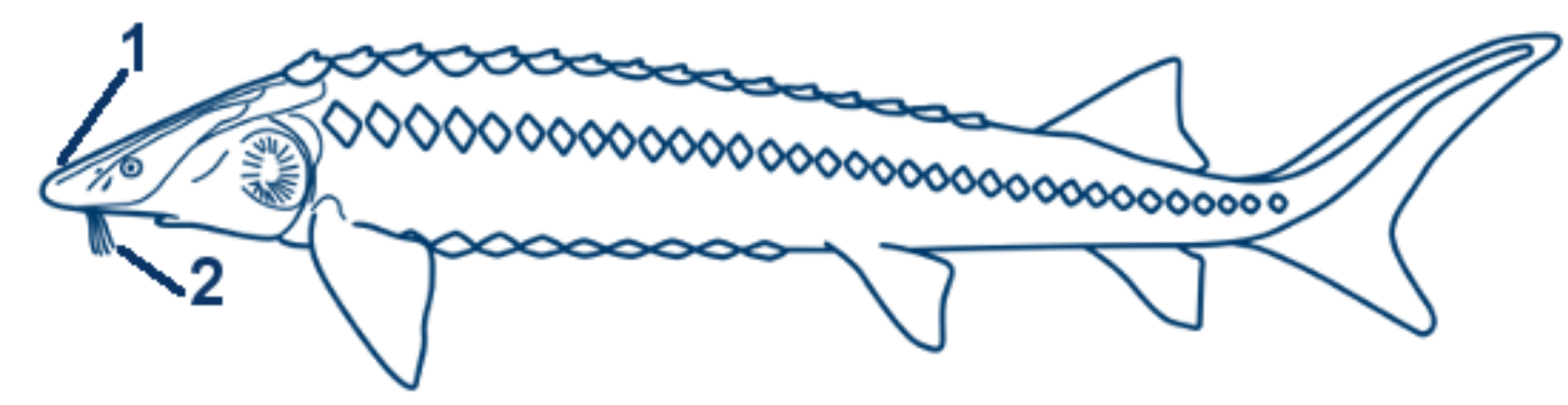 Waxdick schematische Zeichnung