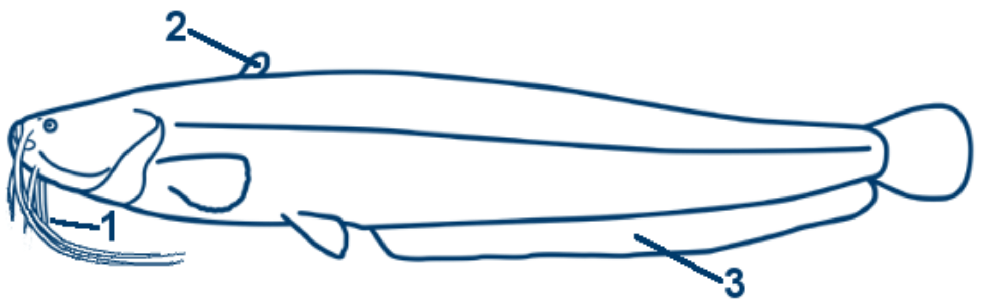 Wels schematische Zeichnung