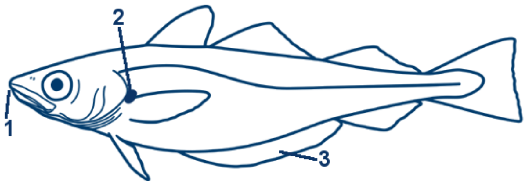 Wittling schematische Zeichnung