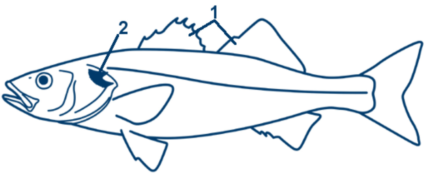 Wolfsbarsch schematische Zeichnung