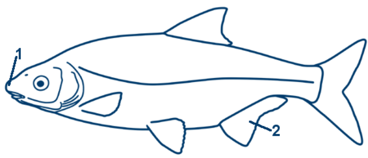 Zährte schematische Zeichnung