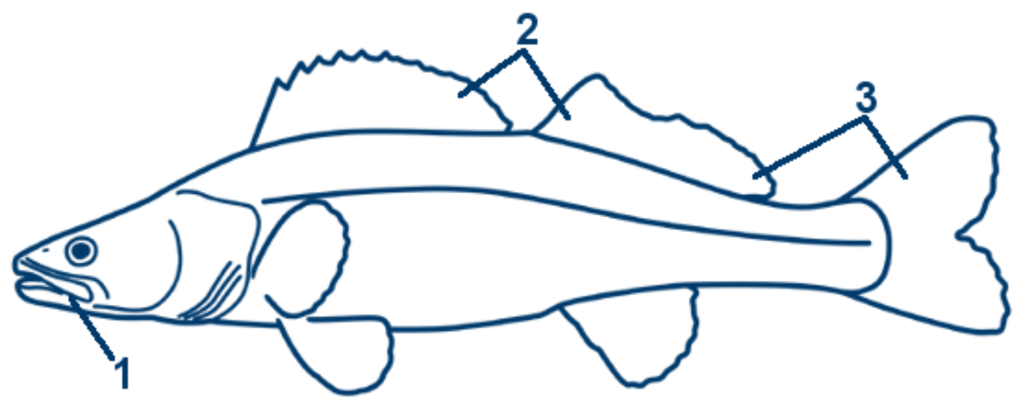 Zander schematische Zeichnung