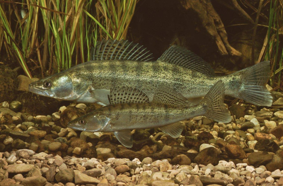 Zwei Zander in Seitenansicht