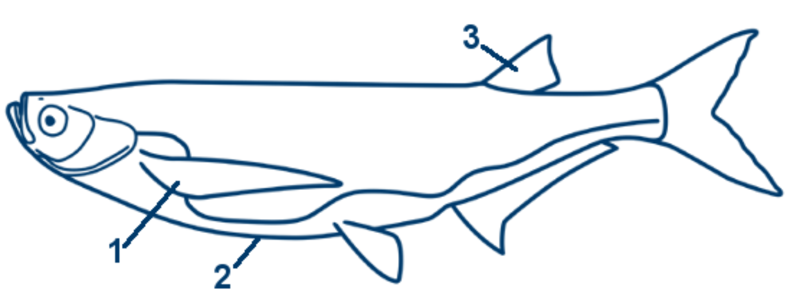 Ziege schematische Zeichnung