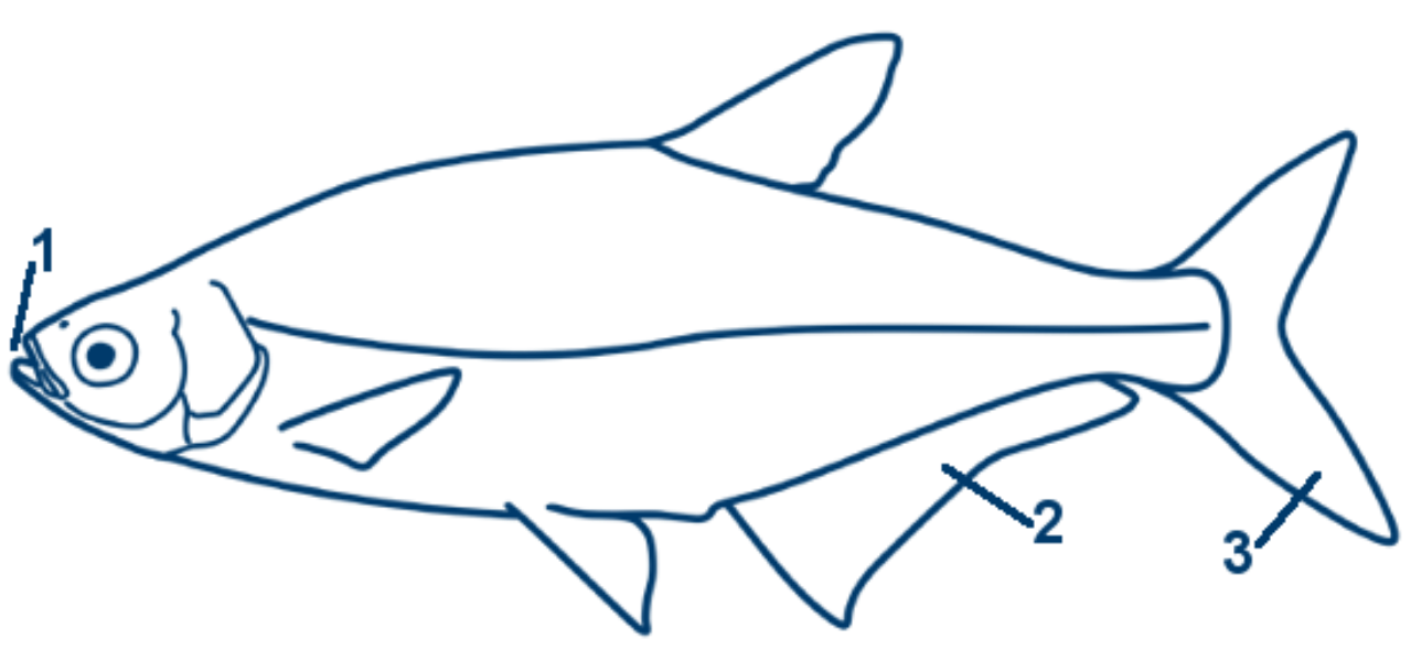 Zope schematische Zeichnung