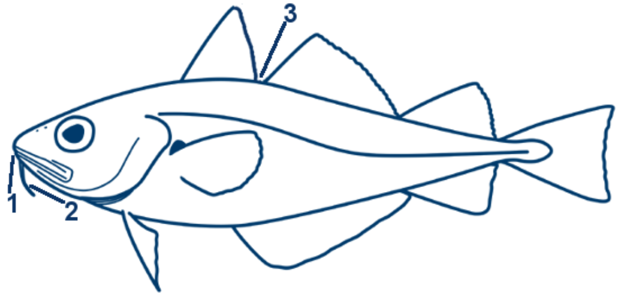 Zwergdorsch schematische Zeichnung