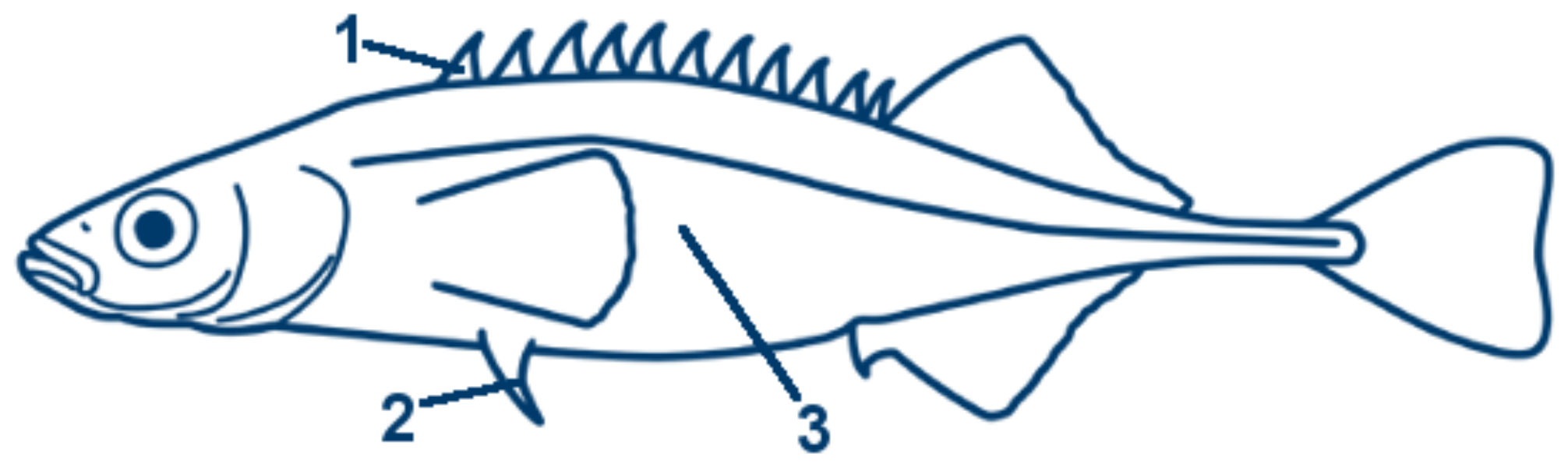 Zwergstichling schematische Zeichnung