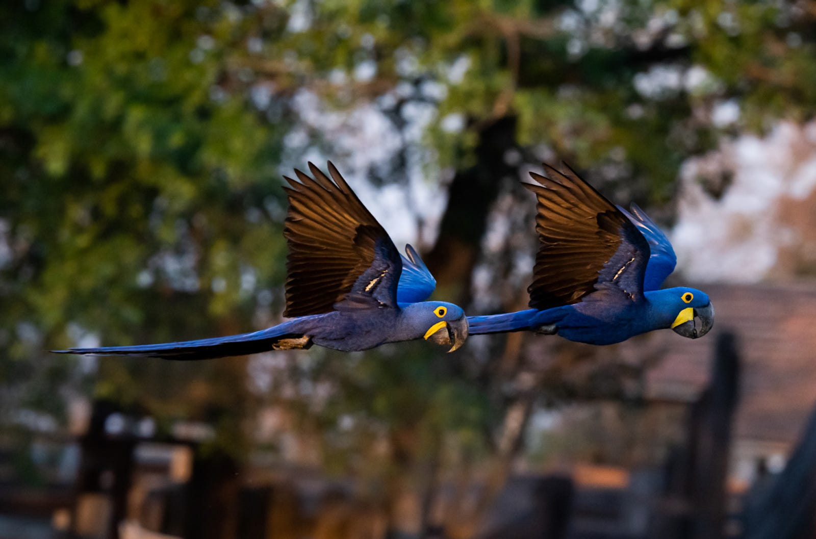 Photo of Hyacinth macaw by Luiz Andre Barroso