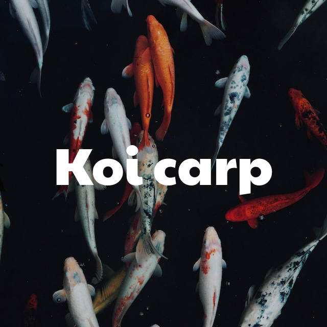 Koi carp