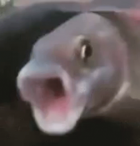 Funny Fish