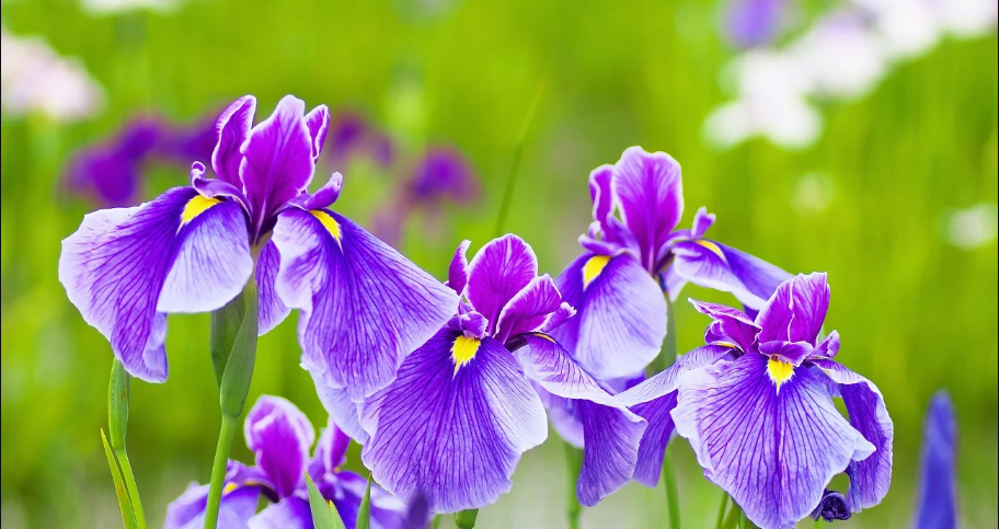 Flower Image