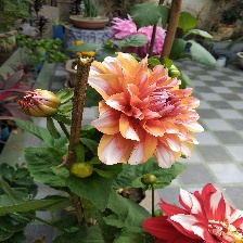 dahlia