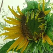 sunflower