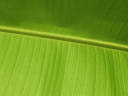 Leaf