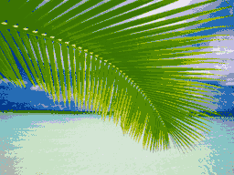 Palm