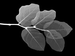 Twig