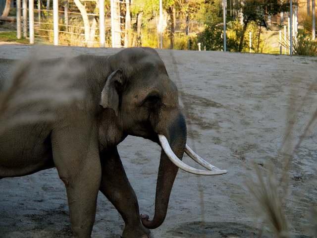 elephant