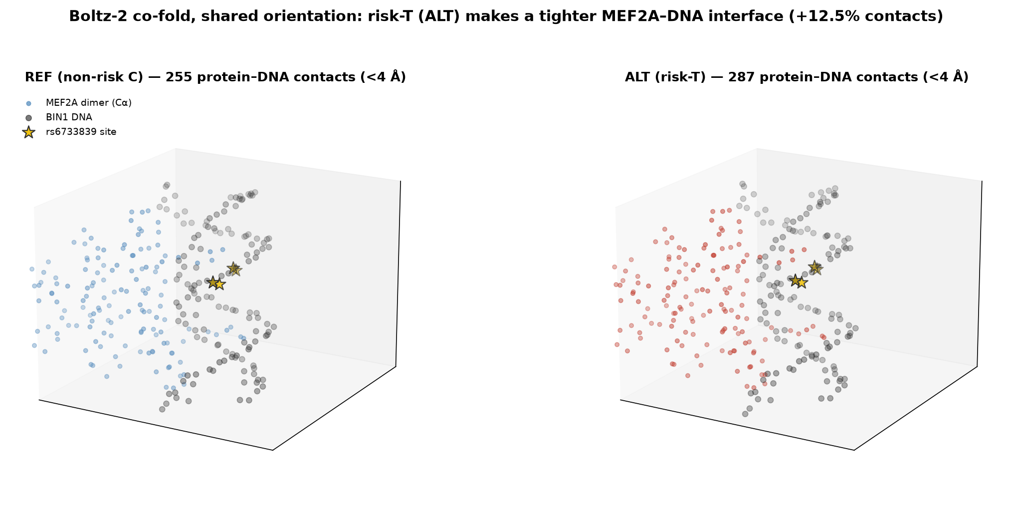 Boltz-2 co-fold — tighter MEF2A interface at the risk allele