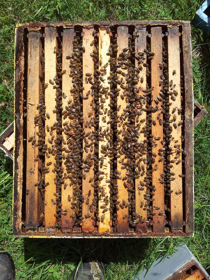 No worries, this is a daytime hive inspection.