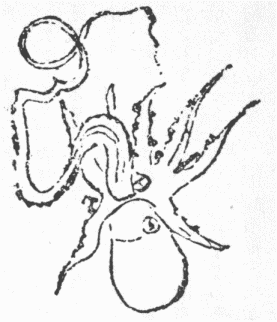 「第５図　貝蛸の雄の交合用の足まさに離れ去らんとするところ」のキャプション付きの図