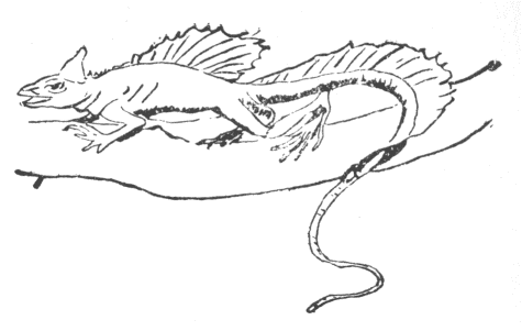 「第１図　バシリスクス・アメリカヌス」のキャプション付きの図