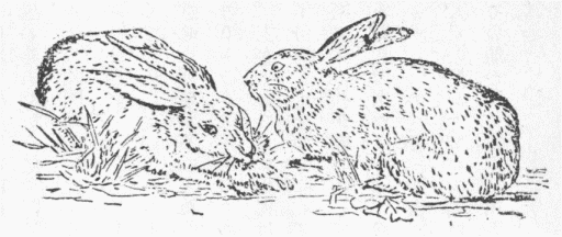 「第１図　野兎」のキャプション付きの図