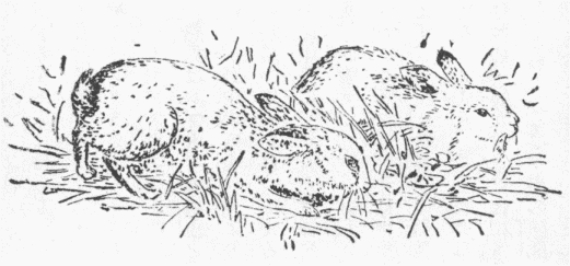 「第２図　熟兎」のキャプション付きの図