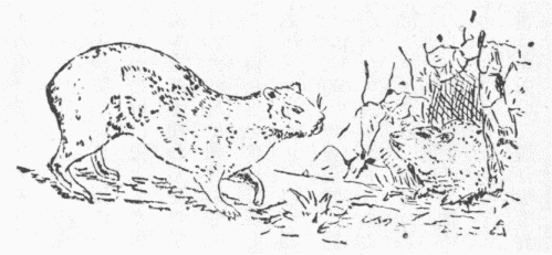 「第３図　岩兎」のキャプション付きの図