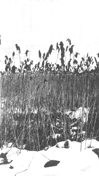 「●サルネンゼー」のキャプション付きの写真