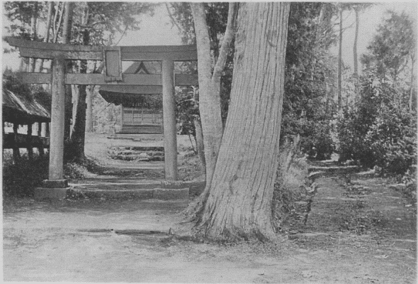 「別れの杉」のキャプション付きの写真