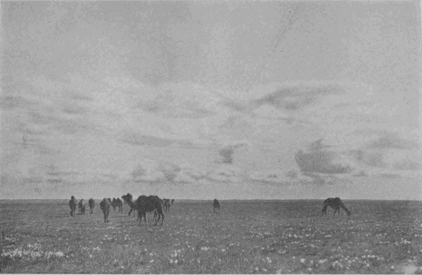 「内蒙古放牧地帯の一部」のキャプション付きの写真