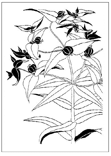 「ホルトソウ　半枝連、続随子（小野蘭山筆）」のキャプション付きの図