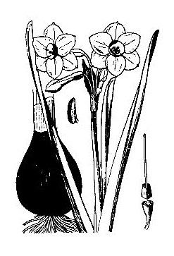 「スイセンの図」のキャプション付きの図
