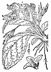 「イワヂシャ　一名イワタバコ」のキャプション付きの図