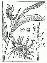 「杜若と誤認せられたハナミョウガ」のキャプション付きの図
