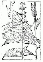 「杜若と誤認せられたヤブミョウガ」のキャプション付きの図