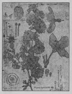 「ヒガンザクラ（縮図）」のキャプション付きの図