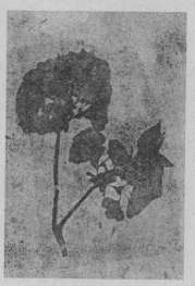 「同上、ぼたん」のキャプション付きの図