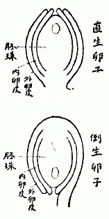 「直生卵子」「倒生卵子」の図