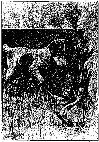 「われ知《し》らず愛《あい》ちやんは小枝《こえだ》の切《きれ》ツ端《ぱし》を拾《ひろ》ひ上《あ》げ、それを犬《いぬ》ころの方《はう》に出《だ》してやりました、」のキャプション付きの図