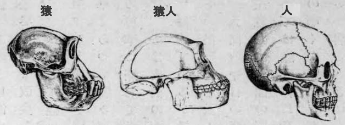 「人と猿人との頭骨比較」のキャプション付きの図