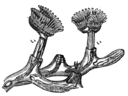 「苔虫の国の一部」のキャプション付きの図