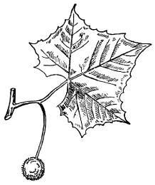 「すゞかけのき」のキャプション付きの図