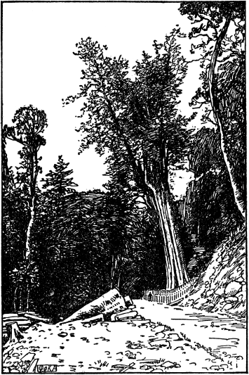 「阿里山の神木（紅檜）」のキャプション付きの図