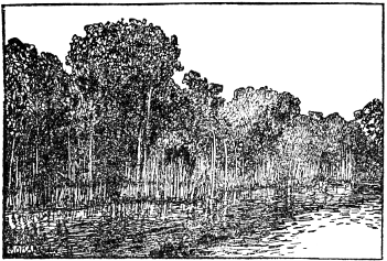 「熱帶林（ひるぎ林）」のキャプション付きの図