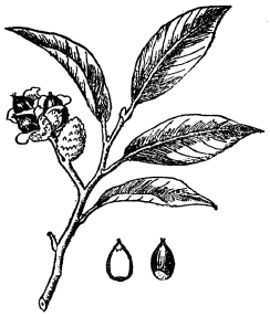 「しひのきの實と小枝」のキャプション付きの図