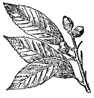 「しらかしの實と小枝」のキャプション付きの図