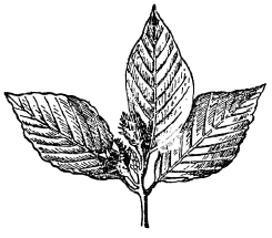 「ぶなのき」のキャプション付きの図