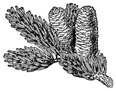 「しらべ　鱗果をつけた小枝」のキャプション付きの図